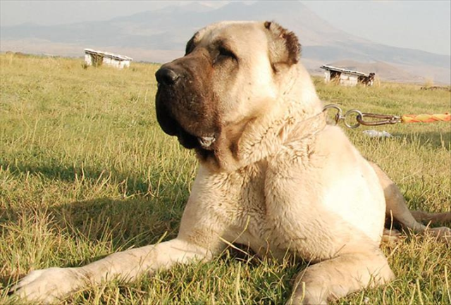 Türkiye'deki köpek cinsleri ve ırkları: Yerel ve uluslararası