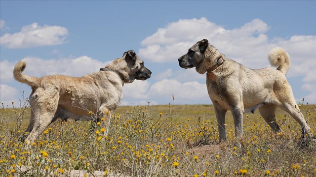 Türkiye'deki köpek cinsleri ve ırkları: Yerel ve uluslararası